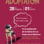 adoptation_2011