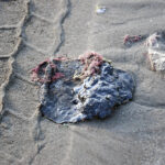 México recoge 128 toneladas de residuos y da ayuda para afectados por derrame en el Golfo