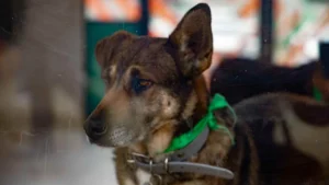 14ecb526d1c84753869e5728df79d927