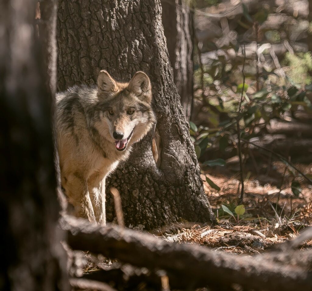 7053e6f276e04e8ab745b1e771ab2214