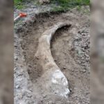 d2a9a036f4564e0dab52847e402f276e