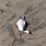 2e22cd353a69409ba896b7f4147958ca