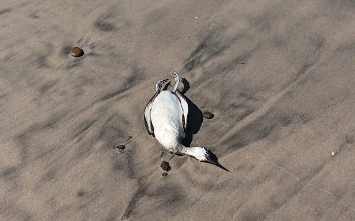 2e22cd353a69409ba896b7f4147958ca