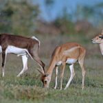 fae14533a4d74037836700caa44ef97c