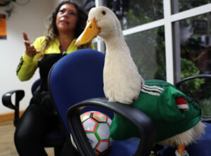 Expresidente mexicano Felipe Calderón pide regalías de FIFA para familia del pato Merlín